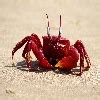 go2india.in : Red crab at Antarvedi Andhrapradesh India