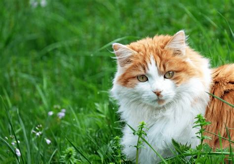 Broadway Veterinary Hospital Gallery | Vet Clinic In Rochester, MN 55904