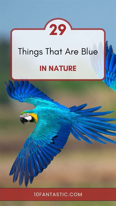 29 Fantastic Things That Are Blue in Nature