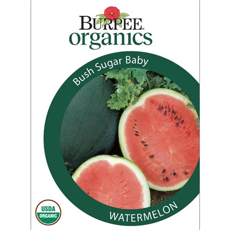 Burpee Organic Bush Sugar Baby Watermelon Vegetable Seed, 1-Pack ...