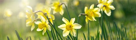 Springtime Flowers 的图像结果