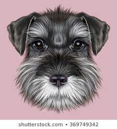 180 Schnauzer ideas in 2024 | schnauzer, schnauzer art, schnauzer dogs
