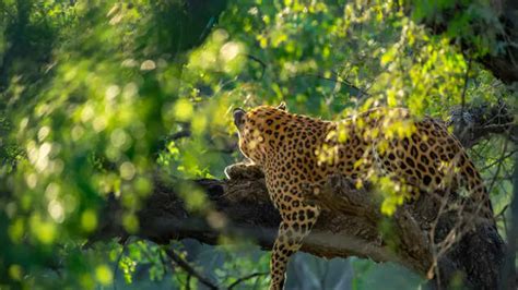 Jhalana Leopard Safari Park: How to plan an exciting day at Jhalana ...