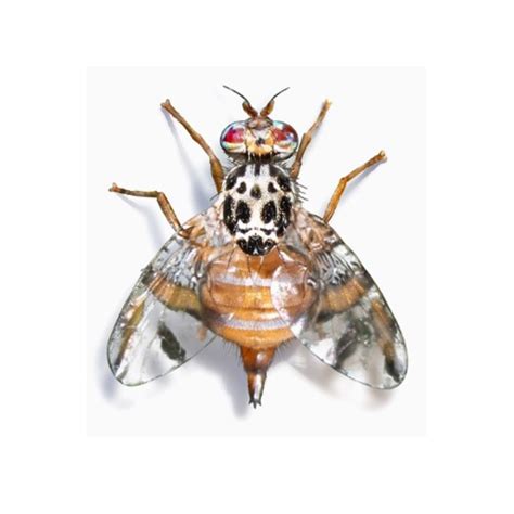 Mediterranean fruit fly | Get rid of fruit flies in your garden