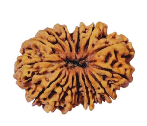 VDA GEMS (Fifteen Face Rudraksha) Genuine Quality Nepali Brown Beads 15 ...