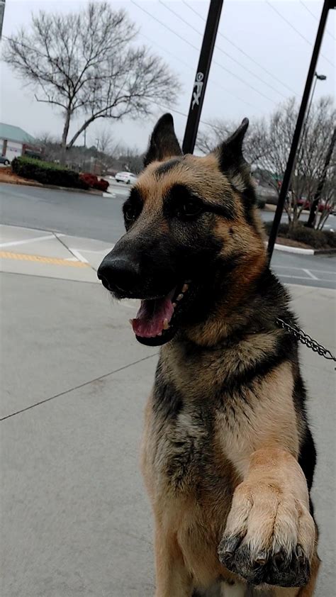 Adopting a dog - Gwinnett Humane Society