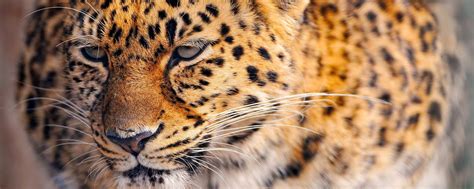 Download wallpaper 2560x1024 leopard, look, tired, face, spotted ...