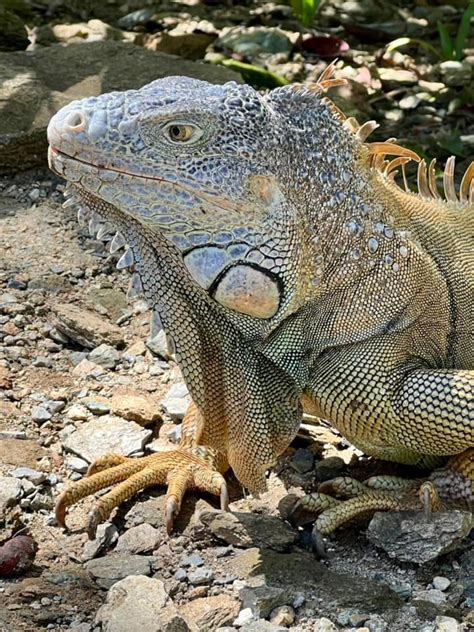 Iguana Attack 的图像结果