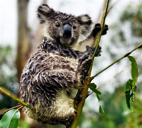 Wet Koala Bear