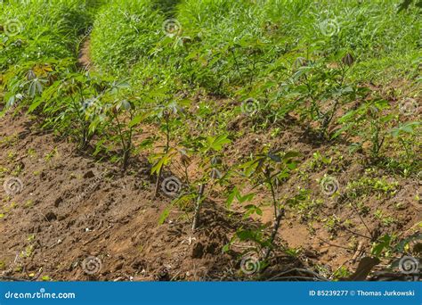 Manihot field in Zanzibar stock image. Image of agriculture - 85239277