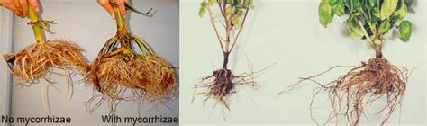 Supercharging Soil Health: Harnessing the Power of Mycorrhizae in Agri ...