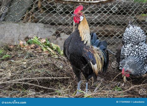 Golden Phoenix Rooster on the Traditional Rural Farmyard. Free Range ...