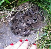 Image result for Wild Rabbit Nest in Yard
