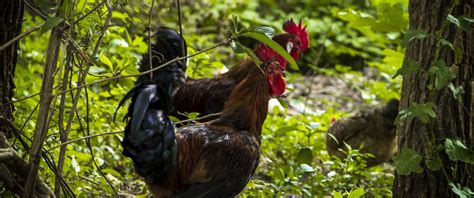 Download wallpaper animals, man, look, sri lanka, thanujan ...