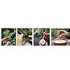 DIVINETREE FASTROOT Rooting Hormone Powder for Plants Cuttings – Root ...