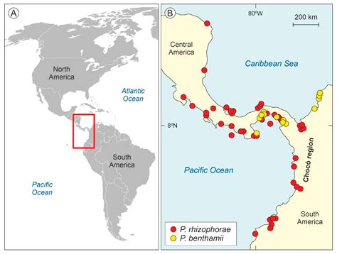Taxon Cycles in Neotropical Mangroves
