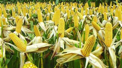 理想66玉米品种简介，秋造8月中旬或下旬后播种 - 新三农