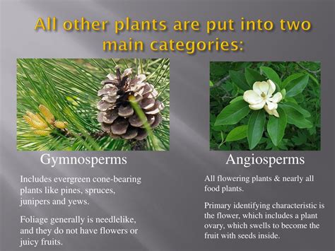 Image result for Plant Classification