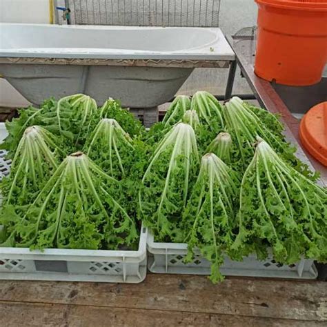 Buy Curly Endive Green Seeds - Crisp, Frilly Leaves, 55-70 Days to Harvest