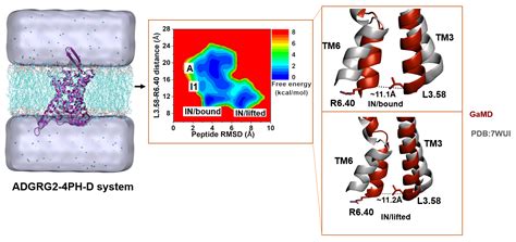 Mechanistic Insights into Peptide Binding and Deactivation of an ...