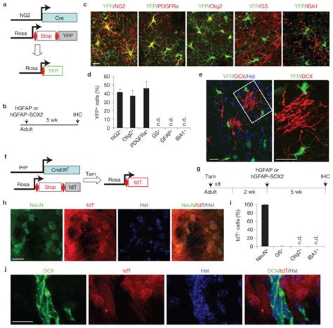Image result for Astrocyte Neuron Reprogramming