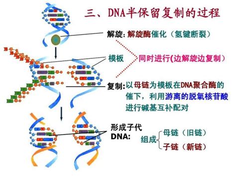 DNA 复制是从多个起点同时复制吗_百度知道