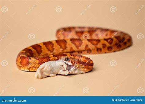 Do Snakes Eat Pinky Mice at Nell Velez blog