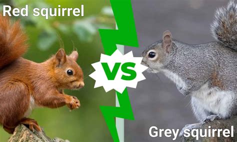What Is Poisonous To Red Squirrels at Lori Chambers blog