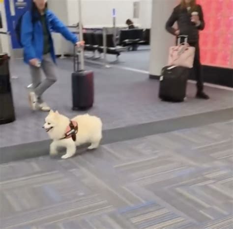 "Service Dog" Gets Lost At Washington Dulles Airport... - Live and Let ...