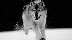 Snow Wolf Wallpaper by White Wolf Wallpapers Wallpaper Cave Snow Wolf Wallpaper