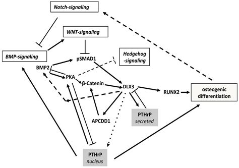 Mechanisms during Osteogenic Differentiation in Human Dental Follicle Cells