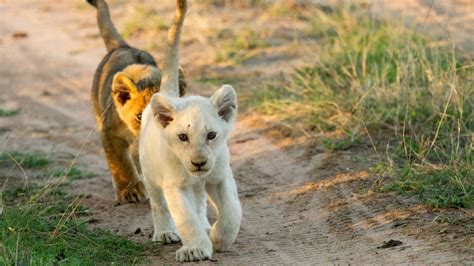 African White Lion Pictures