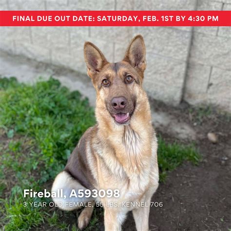 Stanislaus Animal Services Agency | Walking through a county shelter ...