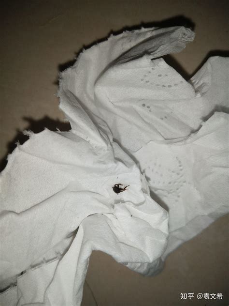 我最近在床上发现这种虫子，谁知道是什么，好害怕 - 知乎