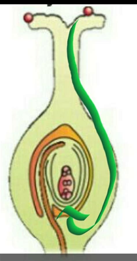 show the direction of pollen tube from the pollen the stigma in the ...