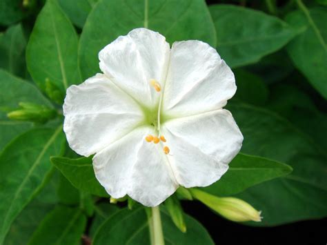 White Four Oclock Flower Seeds - Etsy