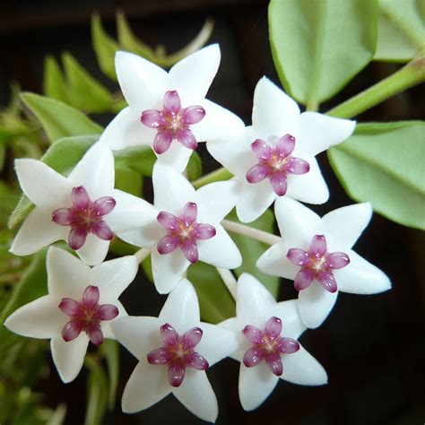 Hoya Bella Plant
