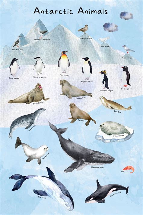 Educational Antarctic Animal Poster for Kids