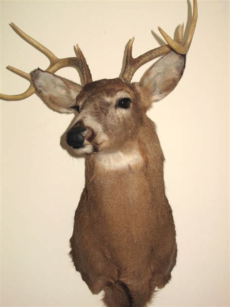 Taxidermy Deer Head 8 Point Buck Wall Mount