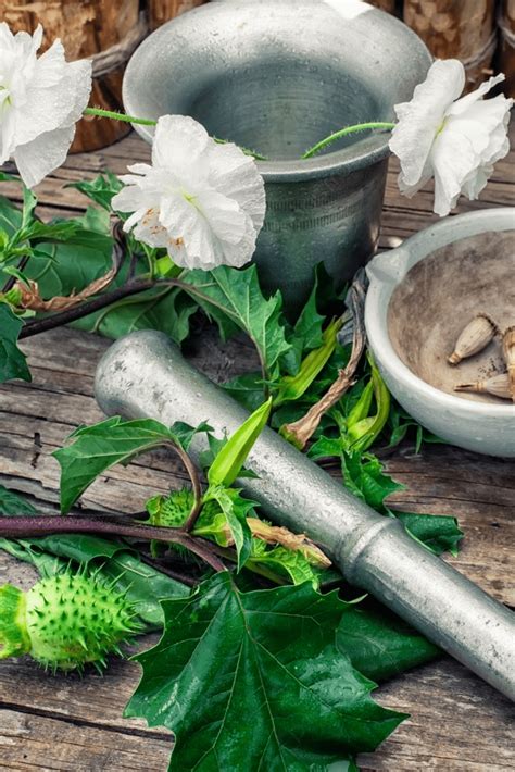 Datura Stramonium Stems Of Herbaceous Medicinal Plants Genus Datura Nightshade Family With Poppy ...