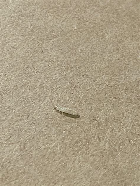 It was found on a 50lb bag of flour, it’s about the size of a grain of ...