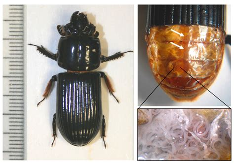 The Heartrate Reaction to Acute Stress in Horned Passalus Beetles ...