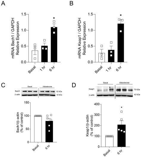 Aldosterone Negatively Regulates Nrf2 Activity: An Additional Mechanism ...