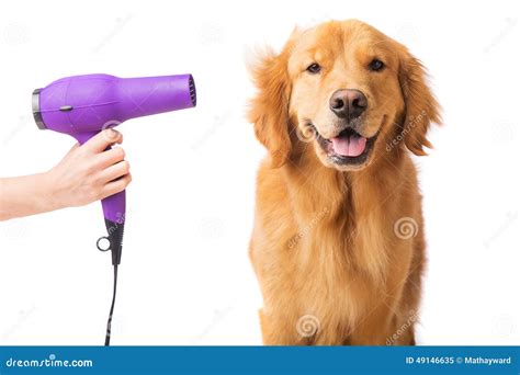 Happy Dog at the Groomer stock image. Image of dryer - 49146635