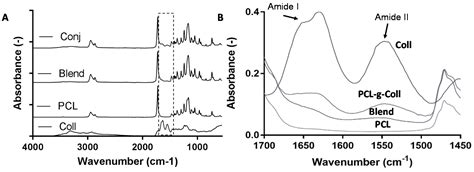 Biosynthetic PCL-graft-Collagen Bulk Material for Tissue Engineering ...