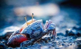 季节性大闸蟹_吃螃蟹的季节是几月份-排行榜