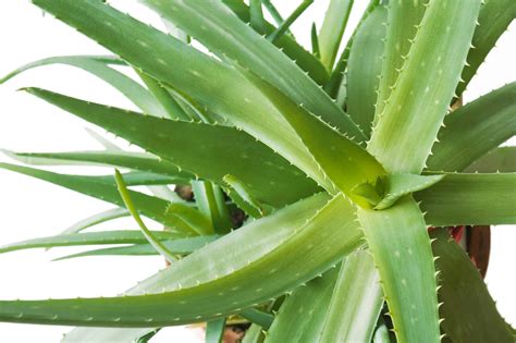Aloe Plant 的图像结果