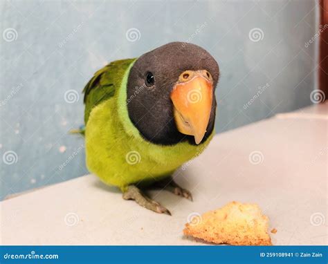 Plum-headed Parakeet Close Up, One Beautiful Green Color Parrot with a Black Head and Orange ...