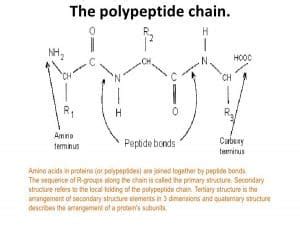 Polypeptide – Laboratoryinfo.com