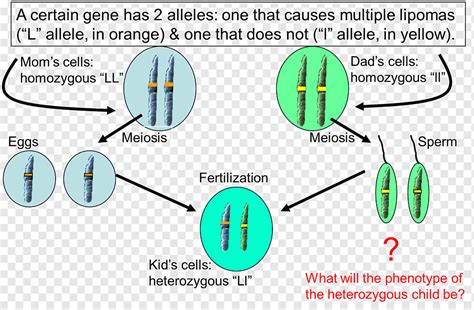 Image result for Inheritance Allele